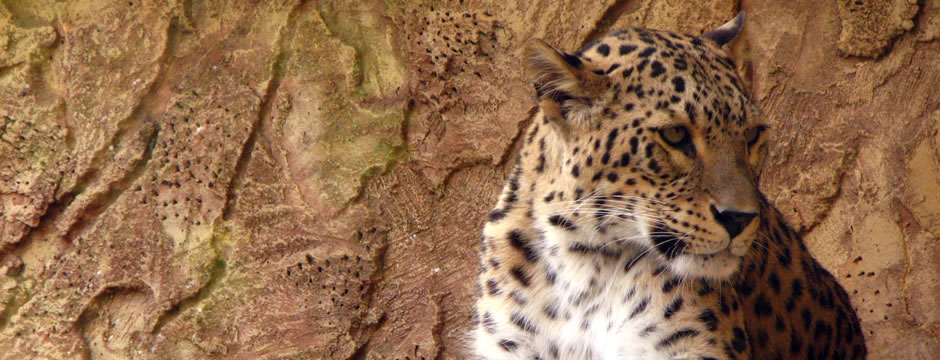 在线DDOS平台攻击